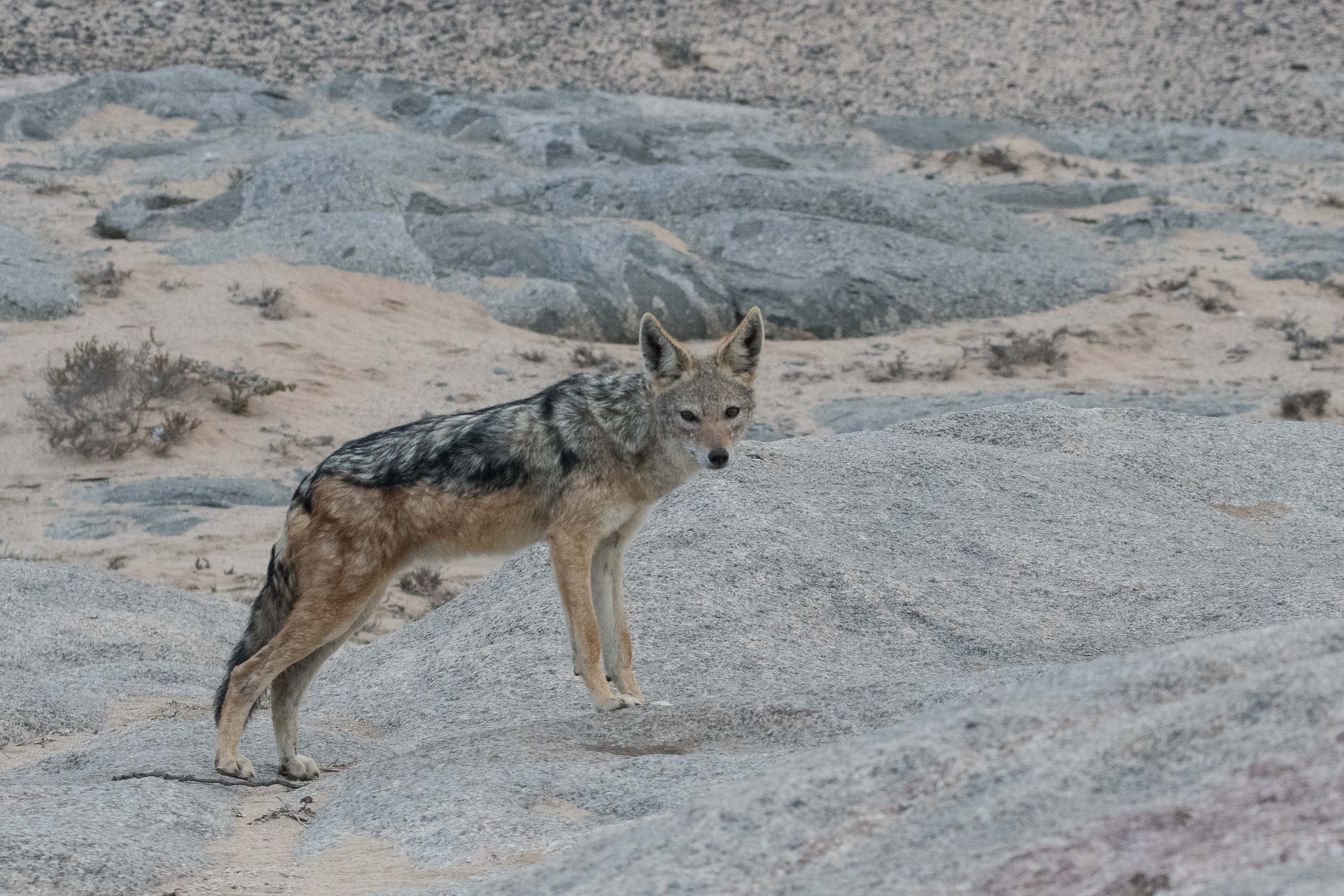 Chacal à chabraque (Black-backed jackal, Lupulella mesomelas), Möve Bay, Côte des Squelettes, Namibie.
